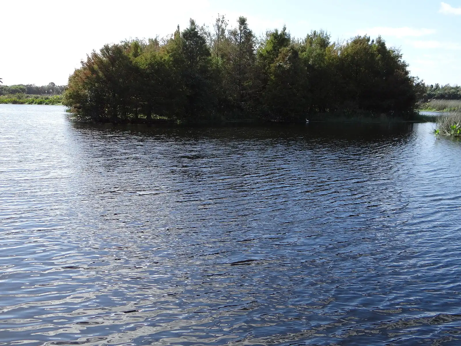An island of trees in the marsh at Green Cay Wetlands in west Boynton Beach