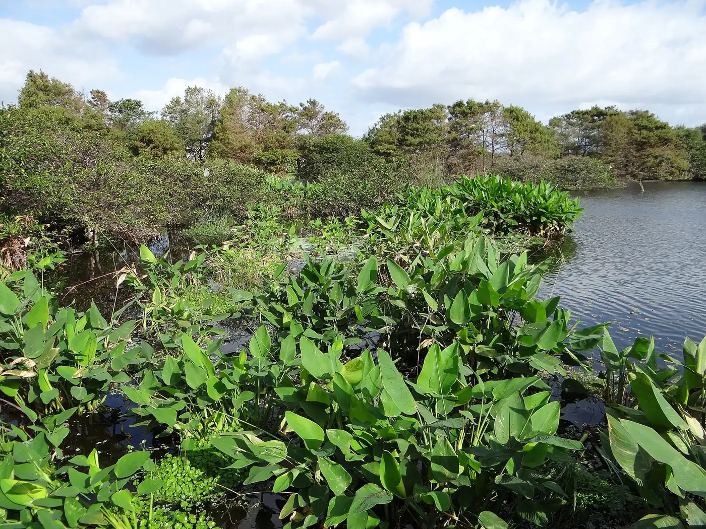 A pond at Wakodahatchee Wetlands on Jog Road, just south of Boynton Beach